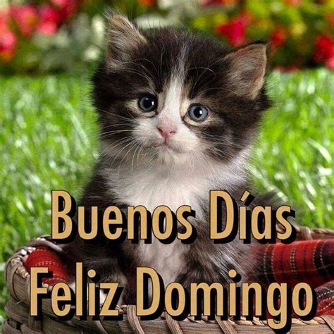 feliz domingo gatitos|gatos buenos dias.